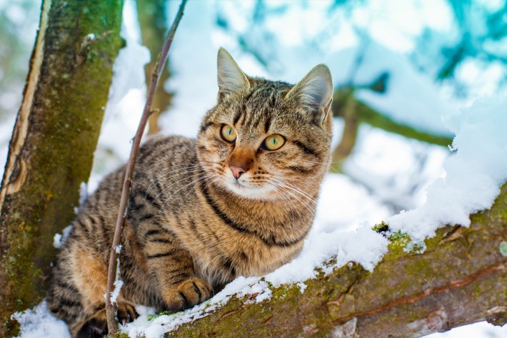 ruyada-kedi-gormek.jpg